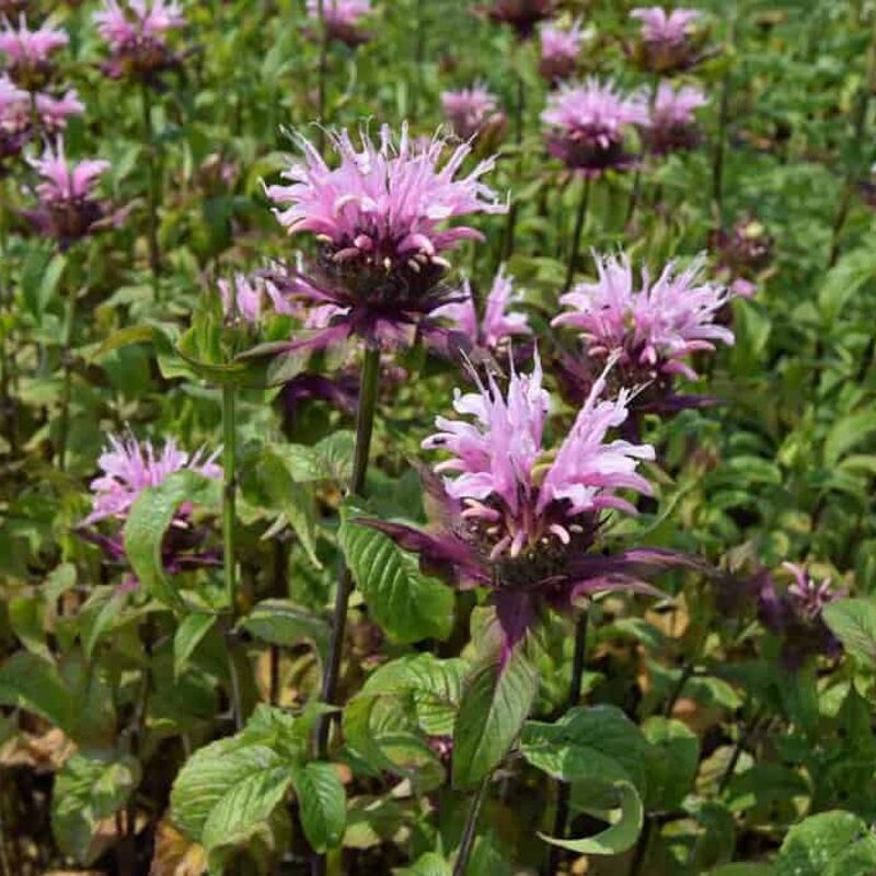 Monarda 'Beauty of Cobham' ---